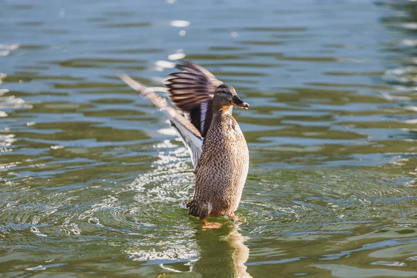 Pato bate suas asas em uma lagoa . — Fotografia de Stock