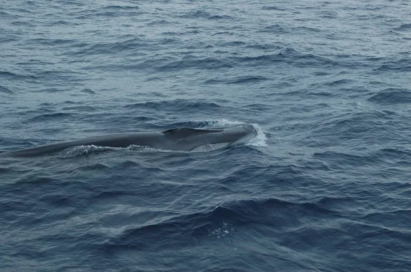 Baleia no oceano Atlântico — Fotografia de Stock