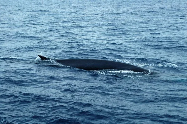 Baleia no oceano Atlantico — ストック写真