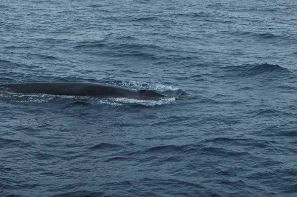 Baleia no oceano Atlantico — Stock Fotó