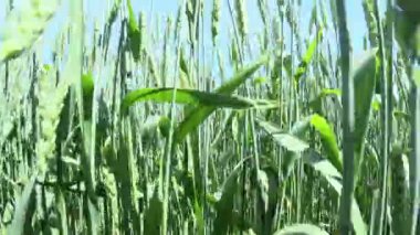 Kamera buğday tarlasında ve tarlada hareket eder. Genç ve yeşil olgunlaşmış buğday, rüzgarda sallanır. Mavi bir bahar gökyüzüne karşı. Rüzgarda sallanan arpa dalgaları ya da kulaklar.