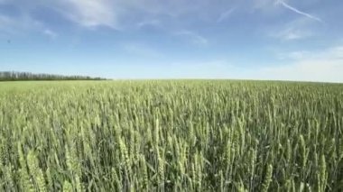 Genç yeşil buğday başakları mavi gökyüzüne karşı rüzgarda sallanıyor. Geniş açılı mercekli yaz buğday tarlası. Tarım sektörü konsepti. Çevre dostu buğday.