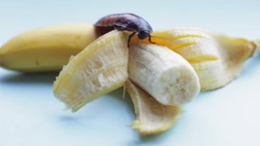big brown Madagascar cockroach crawls on a ripened yellow banana against a blue background.