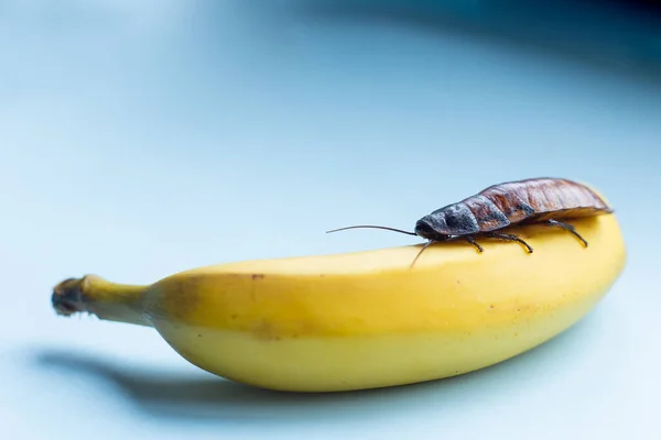 Huge Brown Madagascar Cockroach Crawls Banana Blue Background Place Text — Stock Photo, Image