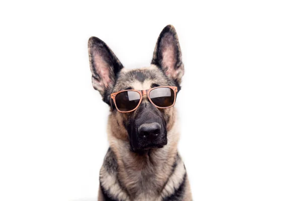 Portrait of a purebred red German shepherd in sunglasses on a white background with place for text. — Stock fotografie