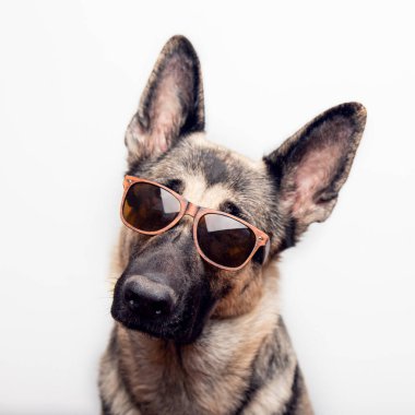 Portrait of a purebred red German shepherd in sunglasses on a white background with place for text.
