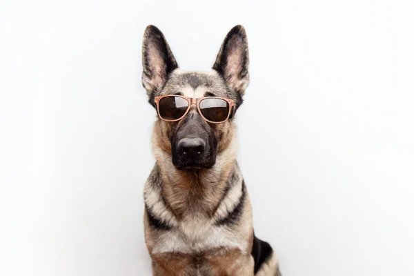 Portrait of a purebred red German shepherd in sunglasses on a white background with place for text. — Stock Fotó