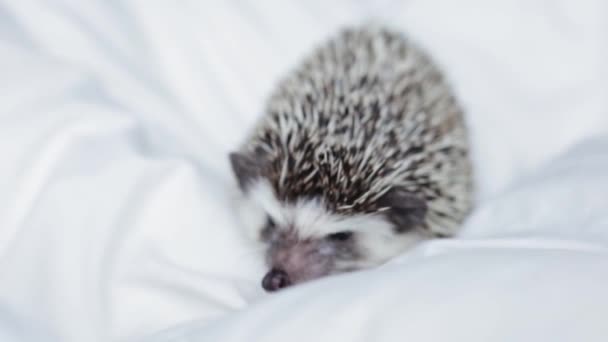 African pygmy hedgehog, pet crawling on a light white blanket — Stock Video