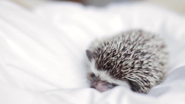 African pygmy hedgehog, pet crawling on a light white blanket — Stock Video