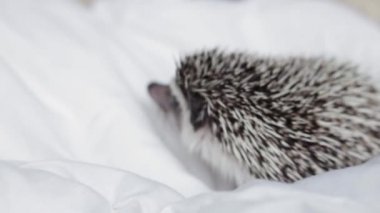 Afrikalı cüce kirpi, açık beyaz bir battaniyede sürünen evcil hayvan