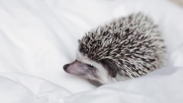 African pygmy hedgehog, pet crawling on a light white blanket — Stock Video