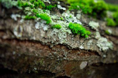 Eski bir ahşap kaplama arka planda güzel bir makro yeşil yosun. Eski gizemli peri ormanı.