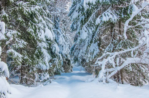 冬天的森林。 覆盖着雪的松树和冷杉 — 图库照片