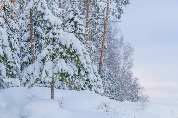 Winterwald. Kiefern und Tannen mit Schnee bedeckt — Stockfoto