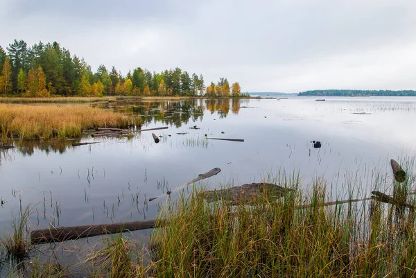 Ladoga Gölü Ndeki Sonbahar Suları Göl Kıyısında Sonbahar Renk Ormanı — Stok fotoğraf