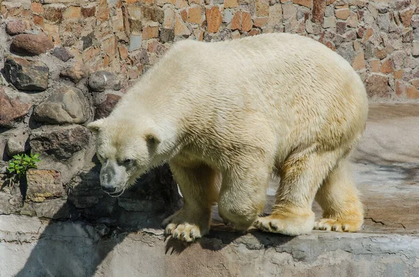 2019年8月8日 俄罗斯圣彼得堡 北极熊在圣彼得堡动物园散步 — 图库照片