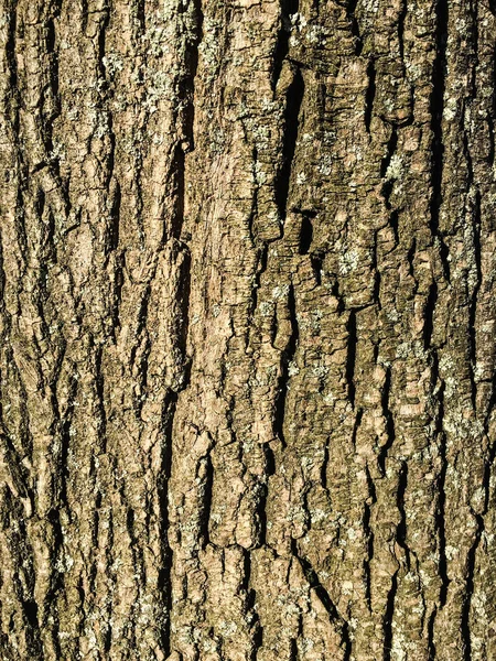 Altes Naturgrau, braun-gelbes Herbstbaummuster oder Holzhintergrund für die Gestaltung mit Kopierraum für Text oder Bild. Nahaufnahme Bäume, Holzernte. — Stockfoto