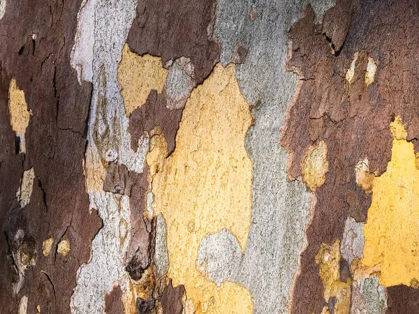 Alte wood.wooden texture.light Holz Hintergrund. — Stockfoto
