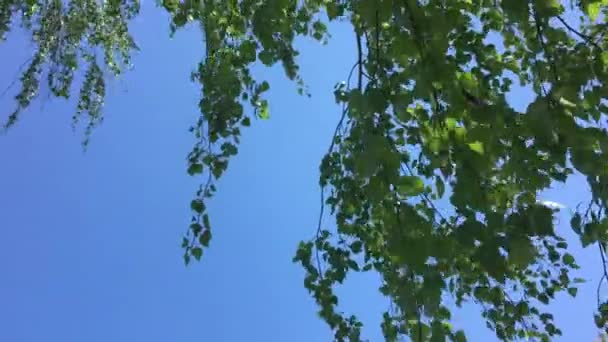 Φύλλα του δέντρου σημύδας που λικνίζονται στον άνεμο. Μπλε του ουρανού. Ηλιόλουστη μέρα. Πράσινα φύλλα του δέντρου σημύδας. — Αρχείο Βίντεο