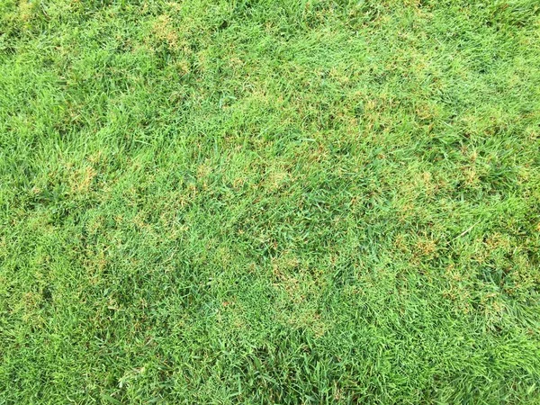 Грэсс Грин. Травяной фон. Естественная зеленая текстура травы, зеленый фон для дизайна с копировальным пространством — стоковое фото