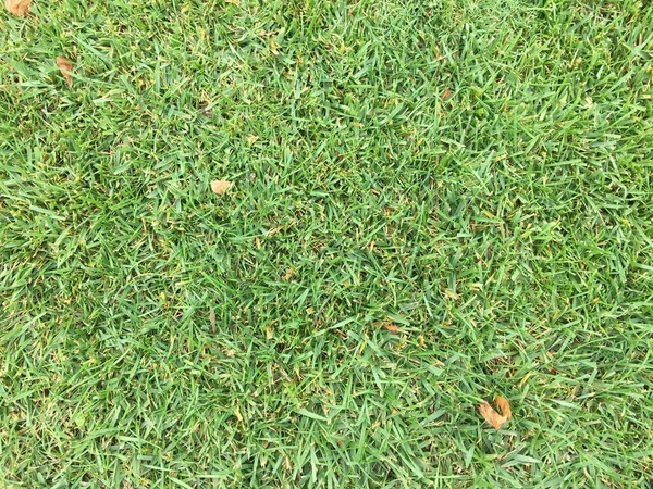 Грэсс Грин. Травяной фон. Естественная зеленая текстура травы, зеленый фон для дизайна с копировальным пространством — стоковое фото