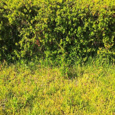 Yeşil çim alan Park şehir merkezinde. Yeşil çim sahası ile kamu parki güzel park sahne. Doğal yeşil çim doku, doğal yeşil çim arka plan tasarımı için metin kopyalama yeri olan veya