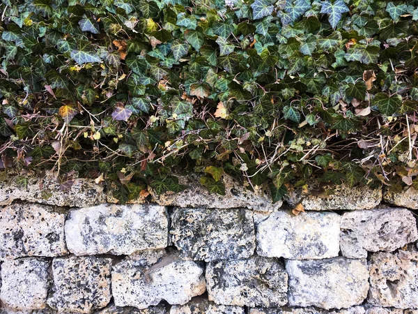 Listy břečťanu pokrývající kamenné zdi. Kamenná zeď. Zelený břečťan lístečky na pozadí bílé kamenné zdi. — Stock fotografie