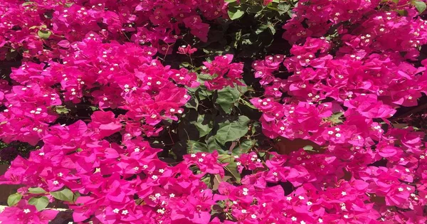 Sfondo naturale fiore. Incredibile vista sulla natura di fiori rossi che fioriscono in giardino sotto la luce del sole nel bel mezzo della giornata estiva — Foto Stock