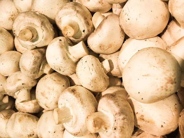 Beyaz küçük düğme mantar tam kare. Taze kestane mantar tam kare. Beyaz mantar arka plan.