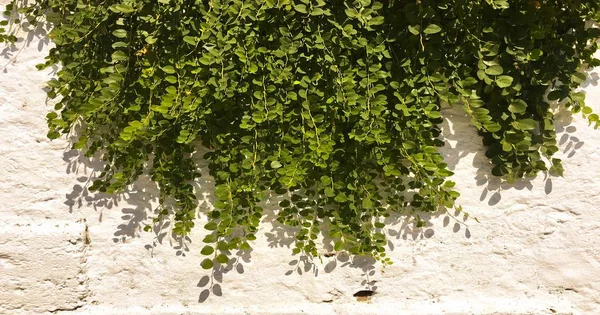 Green leaves wall background. Green leaves bush plant background. — Stock Photo, Image