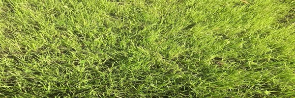 Grünes Rasenfeld. Gras, grüner Hintergrund. Naturgrünes Gras Textur, natürliches grünes Gras Hintergrund für Design mit Kopierraum für Text oder Bild. — Stockfoto