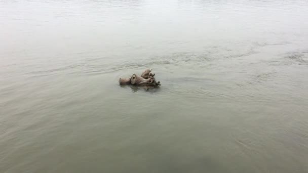 洪水災害発生時の水の流れ 洪水の水がゆっくりと移動します 茶色の洪水の中でゆっくりと過去の泡のストリームをビットします — ストック動画