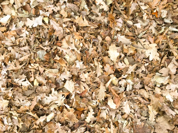 Herbst trockenes Ahornblatt nahtloses Muster. hinterlässt Hintergrundstruktur. — Stockfoto