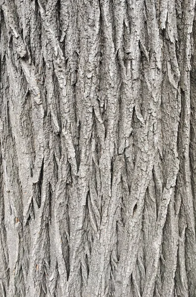 Natürlichen alten braunen Krustenholz Textur Muster oder Rindenholz Hintergrund für Innen- oder Außendesign mit Kopierraum für Text oder Bild. Nahaufnahme Rinde, Waldlese. Makrokrustenbaum. — Stockfoto