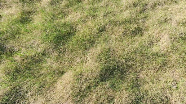 Perfect grass on the golf field. Background green grass. — Stock Photo, Image