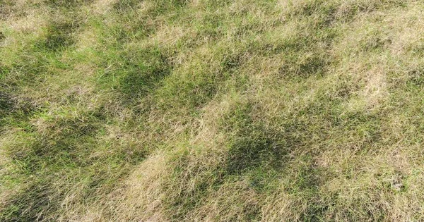 Идеальная трава на поле для гольфа. Зеленая трава . — стоковое фото