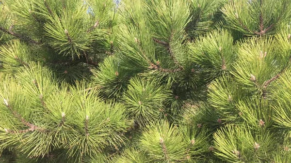 Ветки сосен крупным планом. Зеленый еловый фон. Хвойное дерево с длинными иглами . — стоковое фото