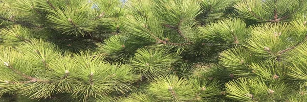 Kiefernzweige in Großaufnahme. grüne Fichte Hintergrund. Nadelbaum mit langen Nadeln. — Stockfoto