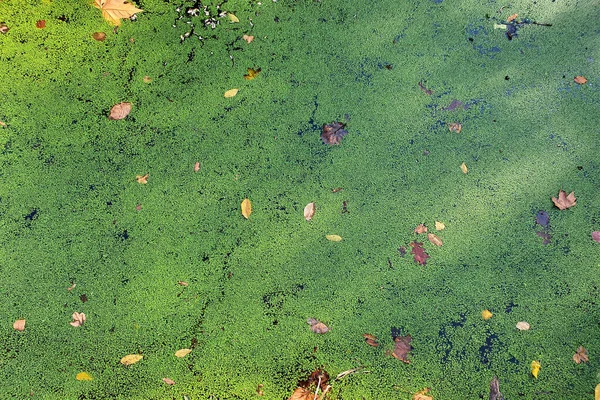 Färgglada höstlöv som flyter på vattenytan. Abstrakt bakgrund med höstlöv. — Gratis stockfoto