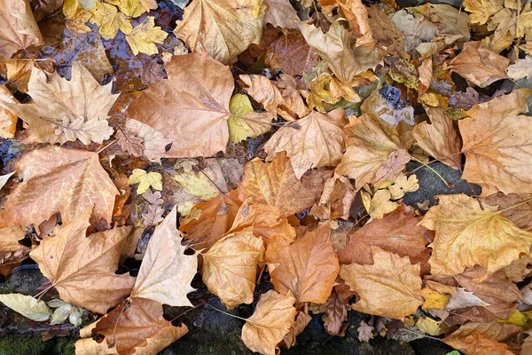Farbenfrohe Herbstblätter, die auf der Wasseroberfläche treiben. abstrakter Hintergrund mit Herbstblättern. — Stockfoto