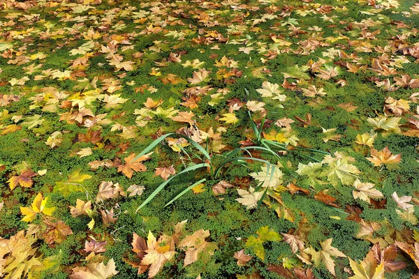 Kleurrijke herfstbladeren drijven op het wateroppervlak. Abstracte achtergrond met herfstbladeren. — Stockfoto