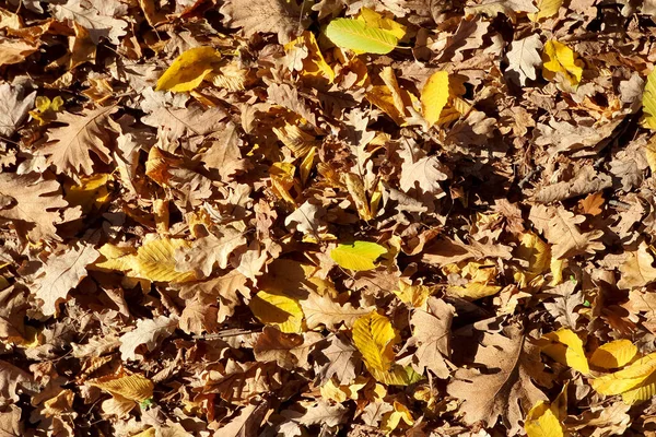 Mooie kleurrijke herfst bladeren op de grond, vallende herfst bladeren in bos. — Stockfoto