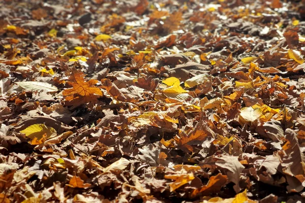 Indah warna-warni daun musim gugur di tanah, jatuh daun musim gugur di hutan . — Stok Foto