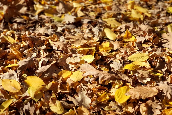Mooie kleurrijke herfst bladeren op de grond, vallende herfst bladeren in bos. — Stockfoto