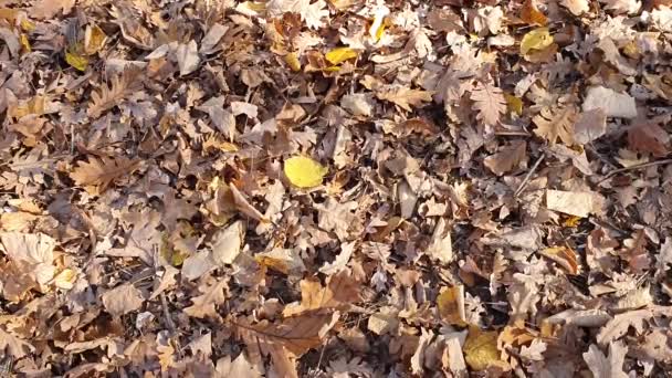 Красивые Цветные Осенние Листья Земле Падающие Осенние Листья Лесу — стоковое видео