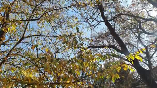 Wspaniała Scena Jesiennych Górach Gałąź Drzew Fantastycznymi Pomarańczowymi Liśćmi Wieczornym — Wideo stockowe