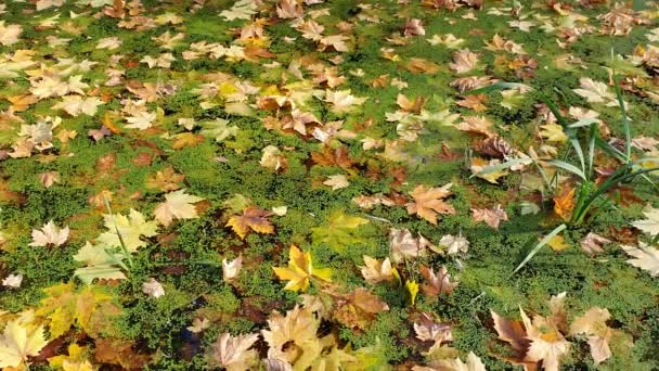 Красочные Осенние Листья Плавающие Поверхности Воды Абстрактный Фон Осенними Листьями — стоковое видео