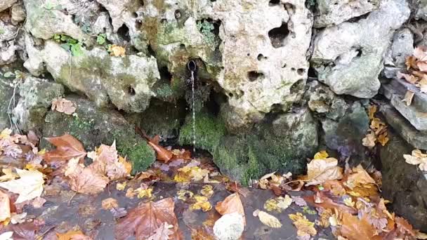 Природна Джерельна Вода Мох Листя Вода Тече Над Камінням — стокове відео