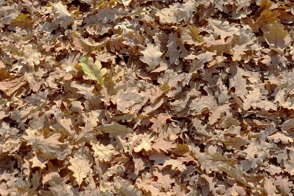 Schöne bunte Herbstblätter auf dem Boden, fallende Herbstblätter im Wald. — Stockfoto