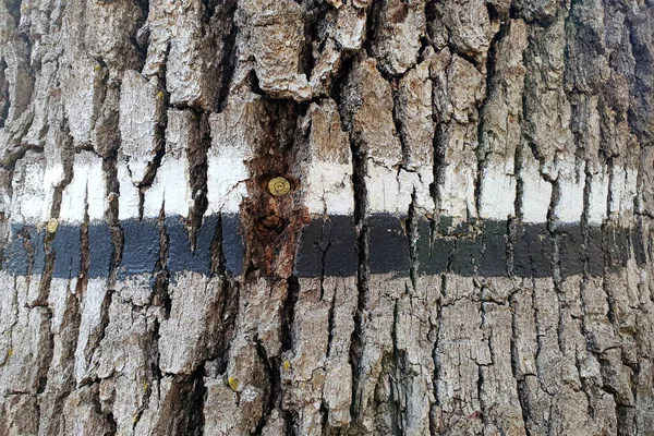 Colorful Sign Tourist Trail Bark Tree Wooden Sign Forest — Stock Photo, Image